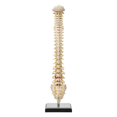 Quiropraxia & Ajuste Vertebral Avançado